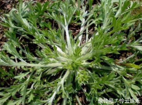 农村|农村的野菜，味道比肉还鲜，价值珍贵，一斤80元，你可能错过了