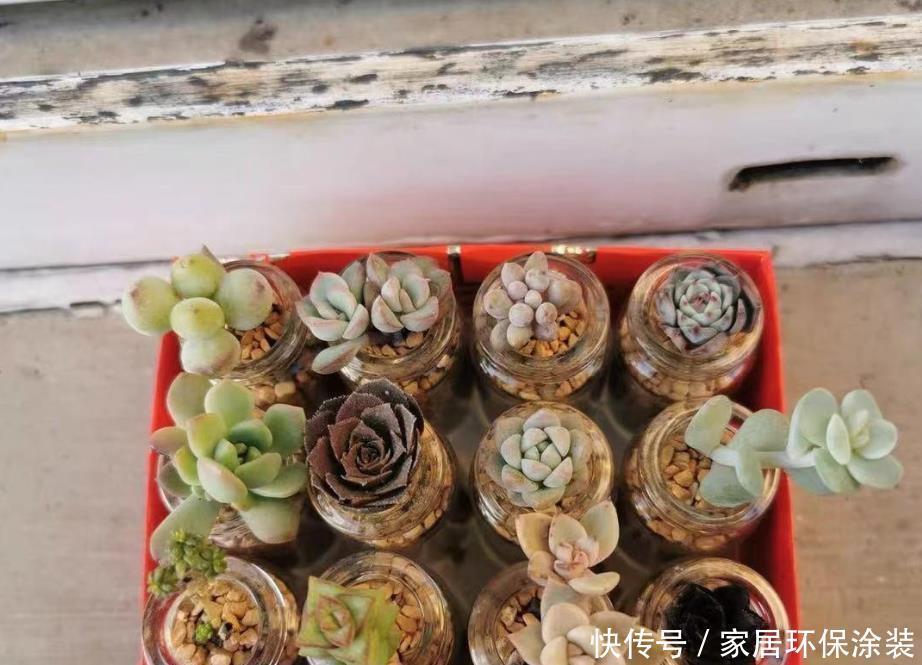 布丁瓶搭配海绵养多肉,不买盆不买土,干净卫生,容易出状态