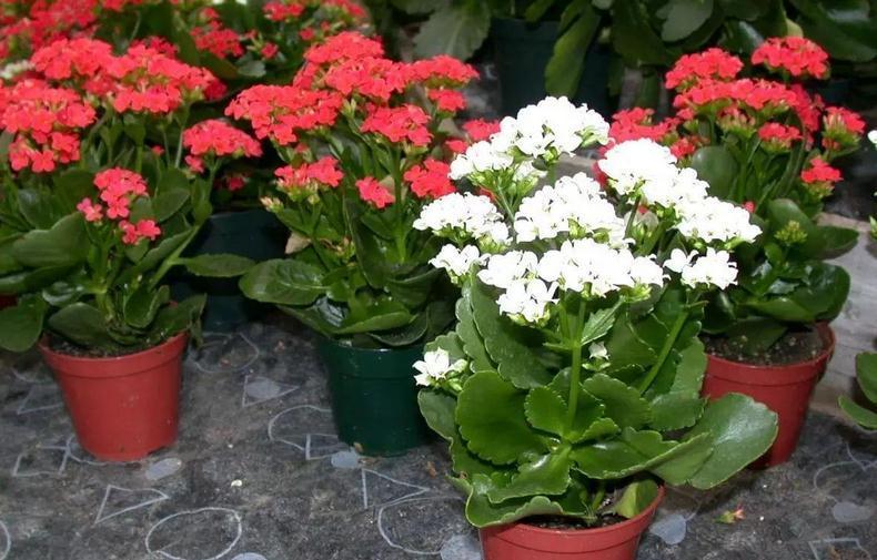 立冬养什么花合适?经验多的花匠爱推荐这4样,盆栽漂亮又好活