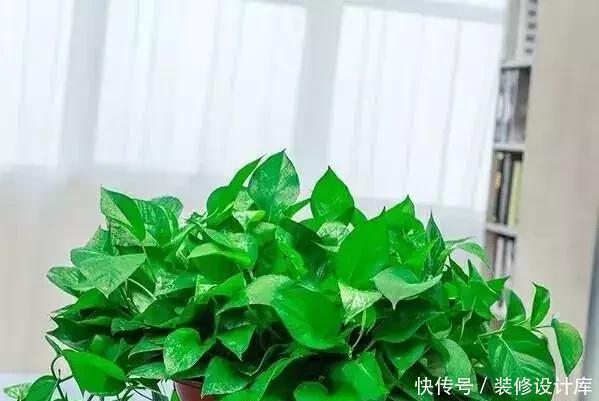 种情况|绿萝叶子打蔫、发软、不精神,一个小技巧,叶子又绿、又挺实