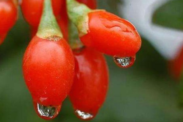 荔枝|养肝就是保命!常吃4种保肝护肝的食物,增强免疫力,身体更健康