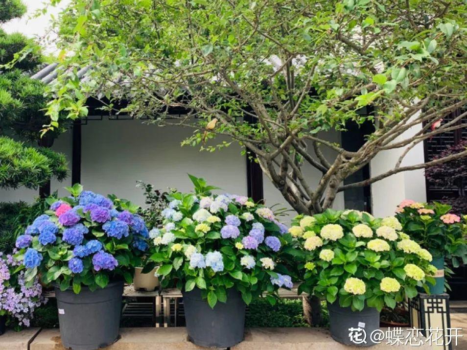 枯萎|9种花是富贵命,必须大盆养,小盆养会憋死