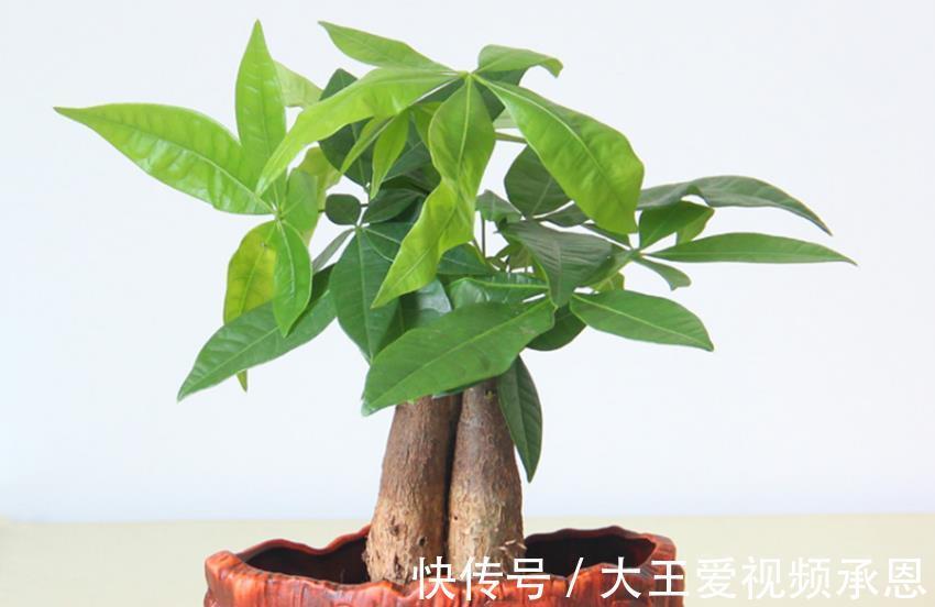 根系|四种花喜干不喜湿，什么时候也不能浇水太频繁，要学会懒养