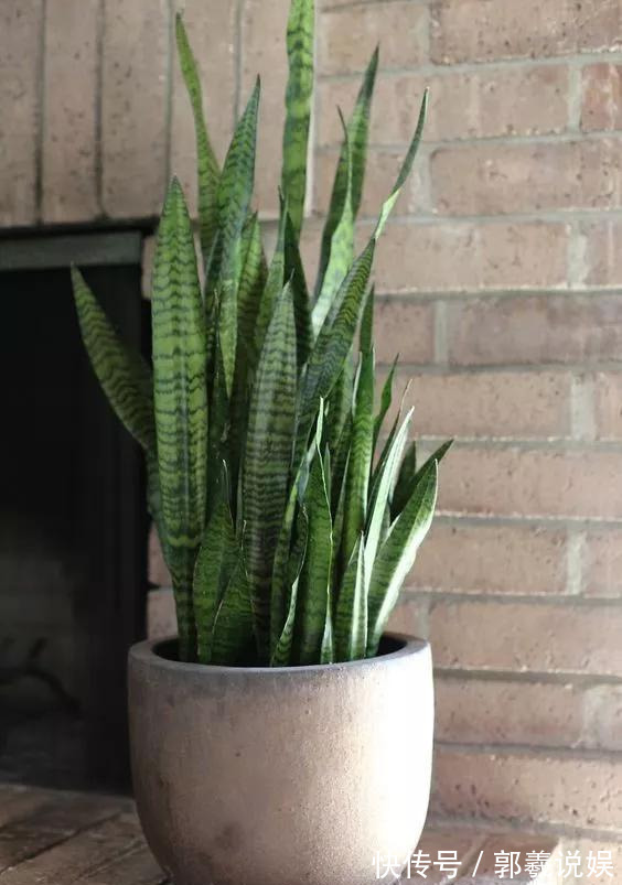 金枝玉叶|适合客厅养的5种“耐旱花”,30天不浇水也能爆盆,漂亮大气