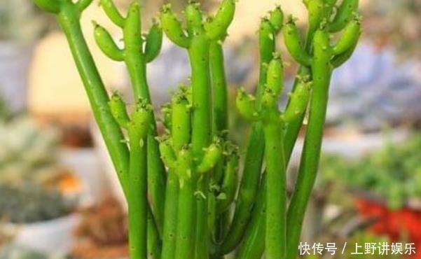 再美观也不能在家里养的3种花,不知你家有没有,尤其是第二种