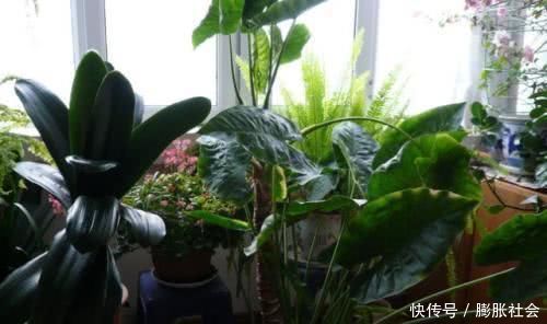 养的花干巴巴用这种废水浇盆里,土壤疏松如“蛋糕”