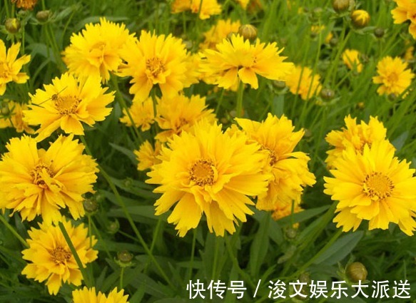 喜欢菊花,首选“优良名菊”绿朝云,花似惊鸿起舞,晶莹碧绿