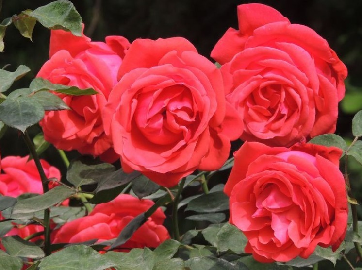 “月季”很难养牢记3个“小诀窍”，花开满枝，瞬间养“爆盆”