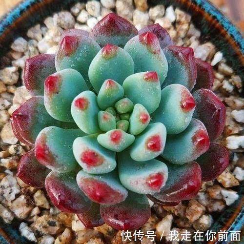 白雪公主|来自“童话里”的6款多肉,满满都是回忆,听名字就很想养上一盆