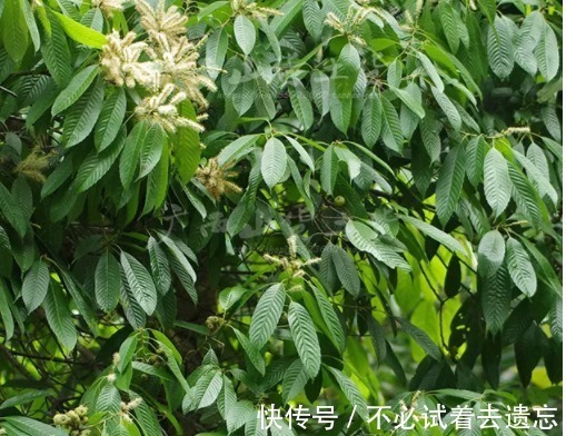 食用价值|农村一种野果子,里边的淀粉含量很高,整株能当成摇钱树