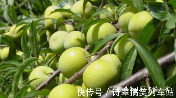 营养价值|李子酸甜可口,具有丰富的营养价值,收获优质李子,只需掌握三点