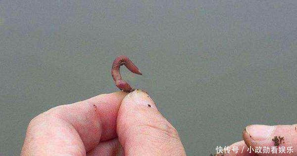  鱼口|冬季钓鱼勤快一点！能做到这4“勤”，保证鱼口不间断，渔获倍增