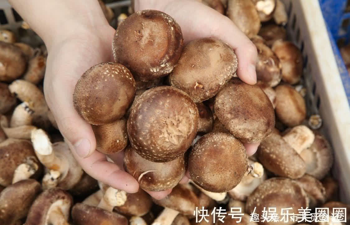 裂纹|买香菇,不是越大越好,记住“3买3不买”,香菇香味浓郁又新鲜