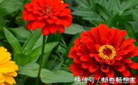 太阳花|快要临近夏天,这3种花号称“热不死”,天越热花开的越旺