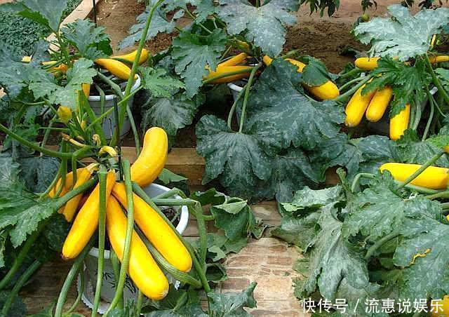 别人花盆种花,婆婆在花盆“种瓜”,长相似“香蕉”,口感好