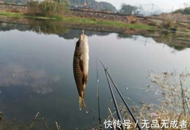 光水区|光水钓鲫鱼那点事儿,用长竿太累,但能比别人钓得更多