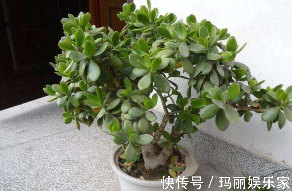 福气|老人说3种”丑“但”镇宅“的盆栽，迎财又挡煞，福气不请自来