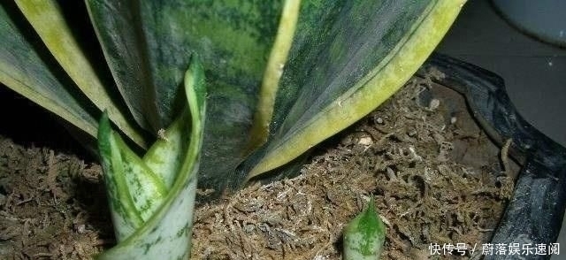 这5种花草,别花钱买,掐一片叶子插土里,一个月长满盆,贼省钱