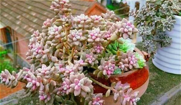 公认老桩最漂亮的多肉，紫乐未上榜，这3种普货名列前三！