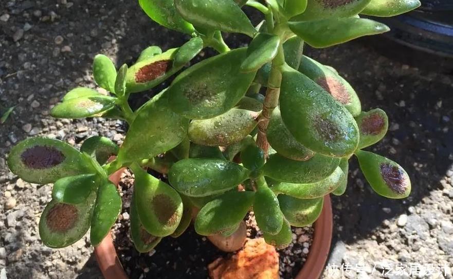 养花|家庭养花:制肥、施肥该掌握哪些小技巧?