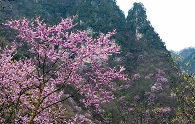 保康5万亩紫荆花开灿若霞