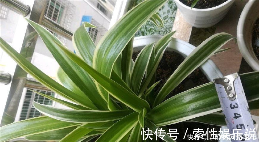 主子们|养吊兰,一年四季只用2招,叶片3厘米宽,叶片长得又密又绿!