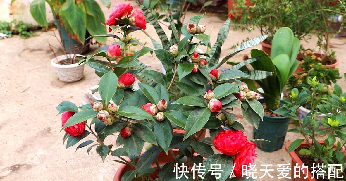 适合十月养的“14种花”，成活率高，能早日开花，喜欢别错过