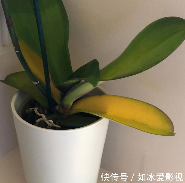 青苔|发现蝴蝶兰花谢后,第一时间该怎么处理才能让它年年开花?