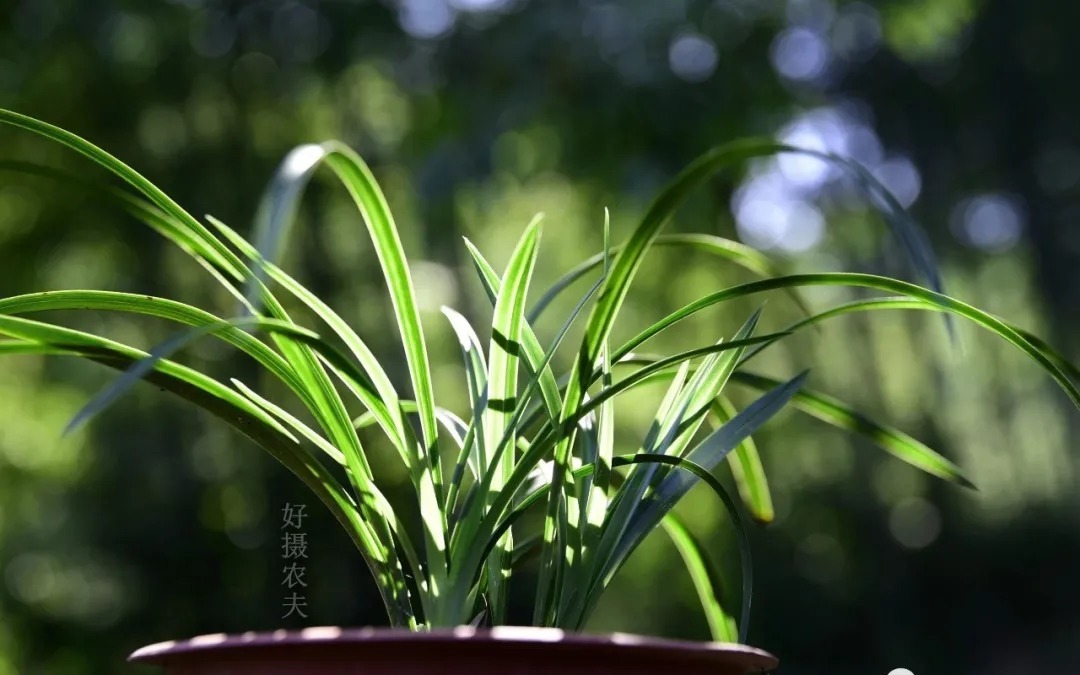 松树皮|比松树皮更好的兰花植料，生根快、发芽壮，更适合兰菌滋生