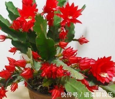 阳台养花,2种“姐妹花”一开就是“小花海”,花开一茬接一茬