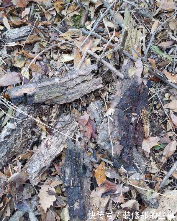 秋天到了，满地都是宝贝“松树皮”，养花有奇效