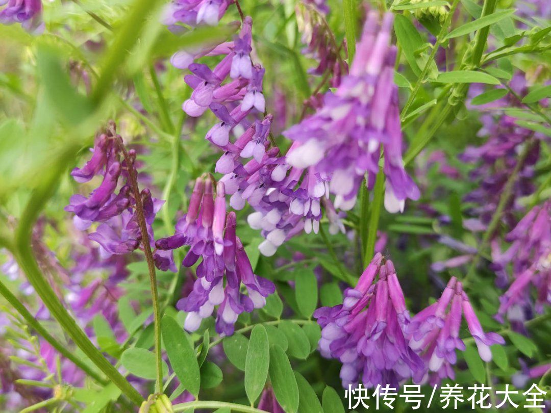 50种花春天播种,长满小院子,能开一整年