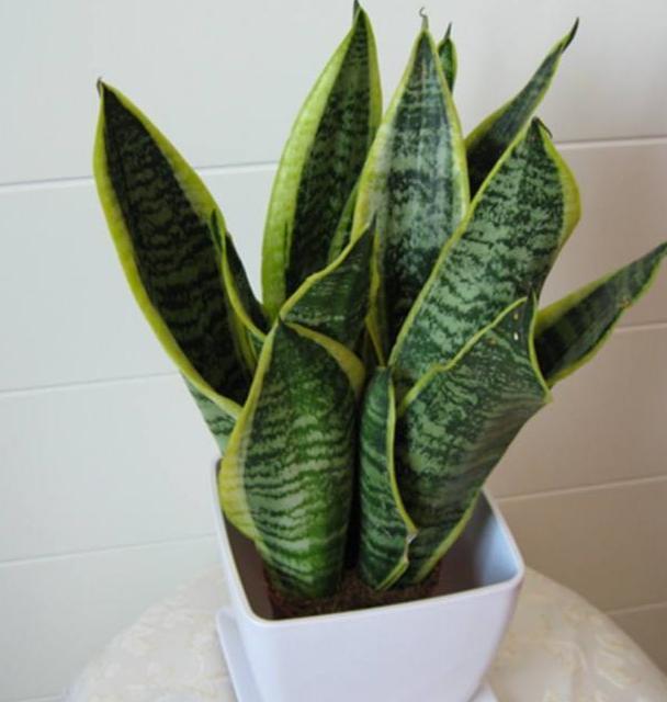 如何让花草长得旺、不生虫3种''粉末''掺到土里,可早做预防