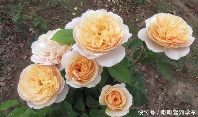 此花是世界名花,曾价值不菲,今天很便宜,四季开花,是盆栽佳品!