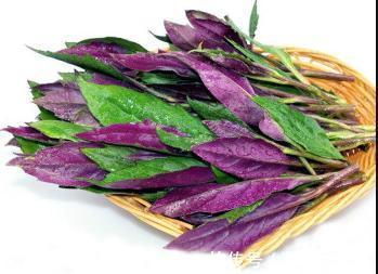 农村|农村一种野菜,价值珍贵,营养丰富,药用价值高,常吃止血抗病毒