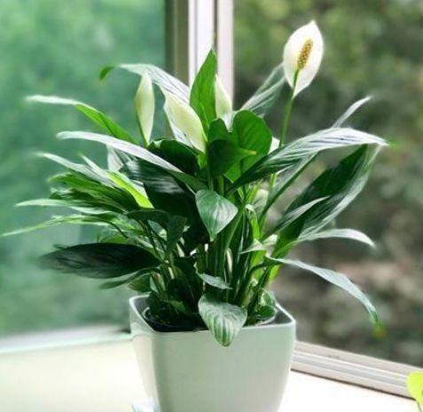 家里就养4种花,给点阳光就灿烂,花朵大花期长,比牡丹还美