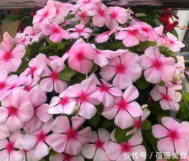 养花就养个花期长的,花大色艳,越晒开花越多,家里变花海!