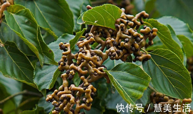 小根|65种野菜图片,带你认识不同的野菜和吃法,你想要的野菜这里都有
