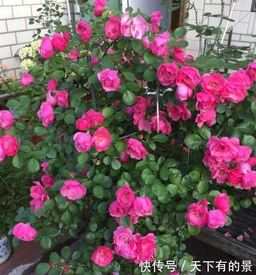懒人|这是一款适合懒人养护的月季，不打理也能开爆，开花量真的很霸道