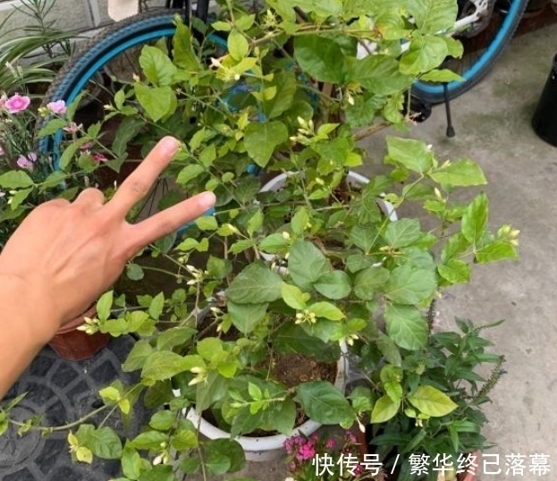 养什么花,都可以用“1斤香蕉皮”,能让叶子更油绿,开花爆满盆