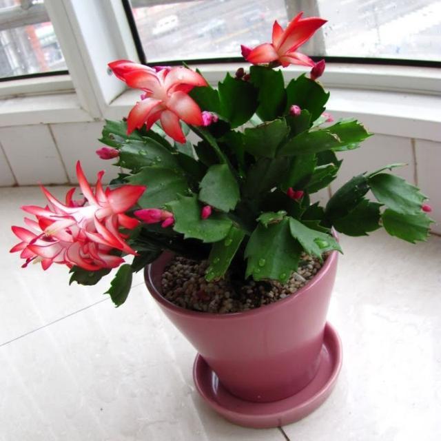 花草|养蟹爪兰,掌握4个小技巧,过年时绿叶间挂满“红花”