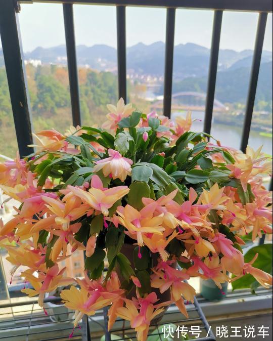 蟹爪兰满头大花苞，噼里啪啦全掉了？教你3招，满满的花芽挤爆了