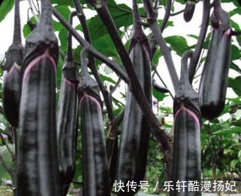寒性食物|夏天茄子不要炒着吃了,大厨教你新吃法,一蒸一拌,酸辣爽口美味