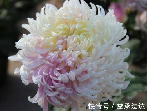 二乔菊|4种花一养就上瘾,种植简单花期超长,开出一片花海