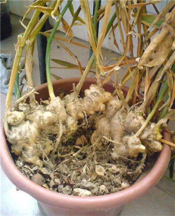 生芽的土豆,不是“废物”,丢在花盆,长出一盆”富贵竹“还能吃