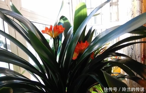 从大舅家搬回几盆君子兰,干尖还死不开花,是这几步搞错了