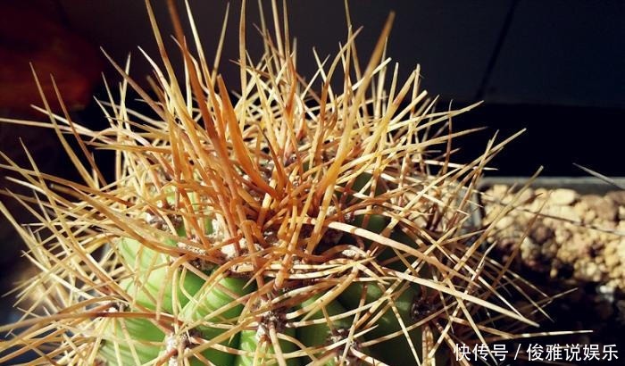 越长越|仙人掌怎么越长越歪这种情况要提前发现,不然生长会出现问题