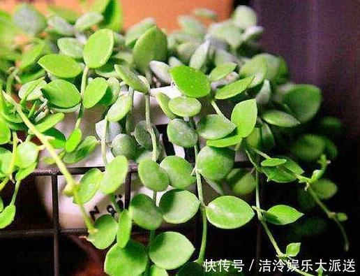 大蒜|大蒜养花好处多，使用正确花草不生病虫害、黄叶情况少得多