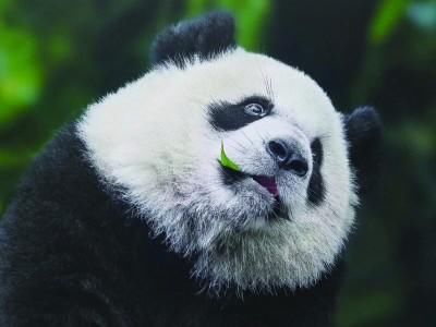 体制|探秘大熊猫国家公园体制试点：如何留下最后的庇护所
