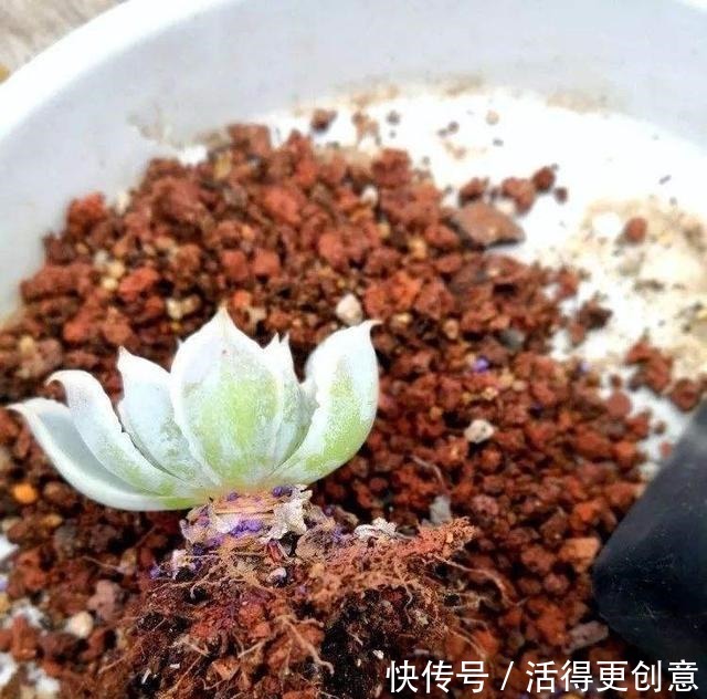 一个盆种一棵多肉好，还是拼盘好记住一点，壮又美，长爆盆！